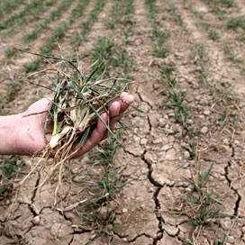 Droogte treft tarwe in Australië