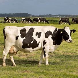 Levenslustig boeren