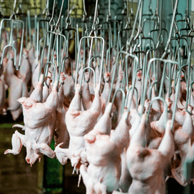 Franse kippenexport zakt in