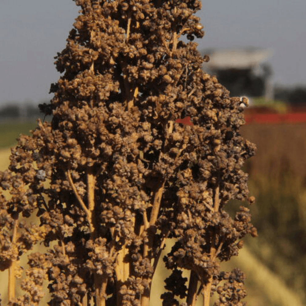 Quinoa nog laat geoogst