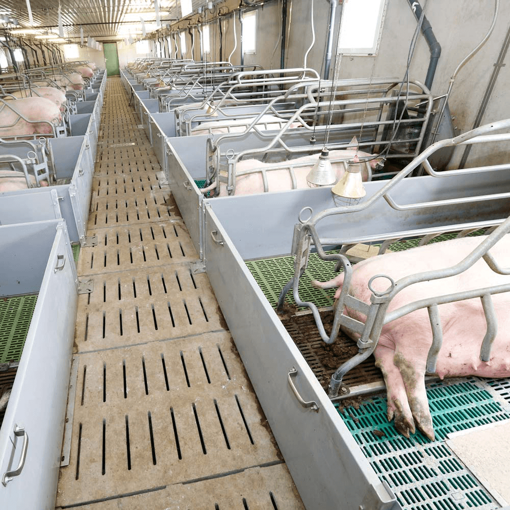 Franse varkenssector krimpt gestaag