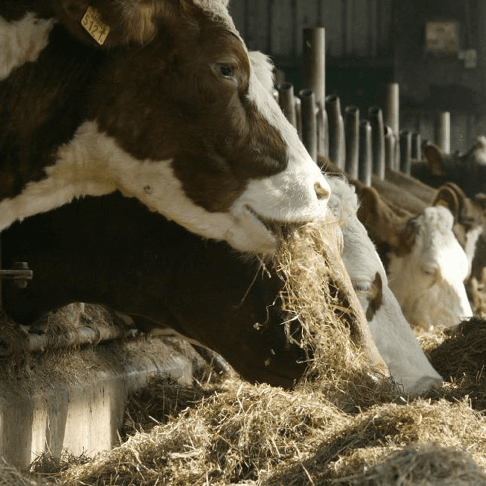 CIWF start petitie tegen melkveebedrijf in Wichmond
