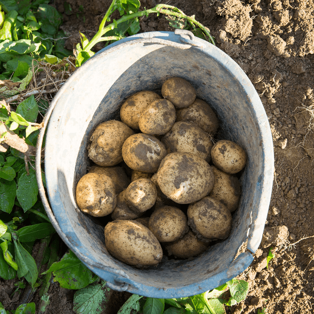 Recordkleine aardappeloogst in EU-28