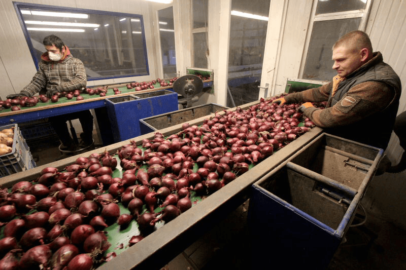 Uien gereedmaken voor export