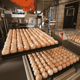 Export pluimveeproducten derde landen nagenoeg stil