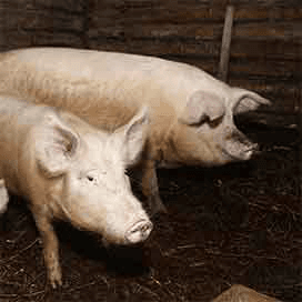 Varkens met dioxine op Curaçao