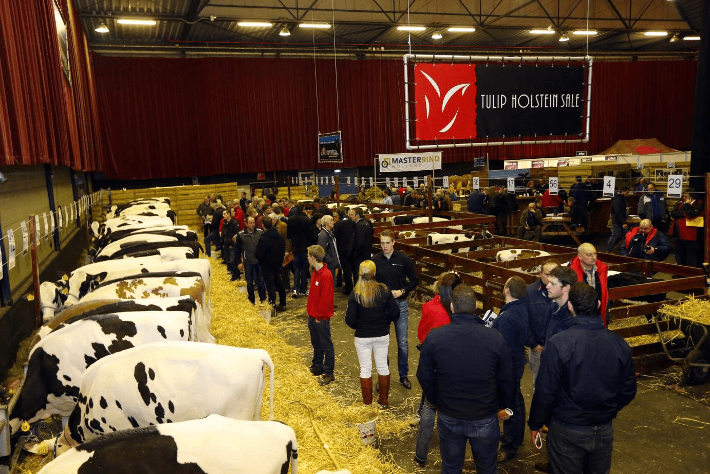 HHH-show Tulip Holstein Sale