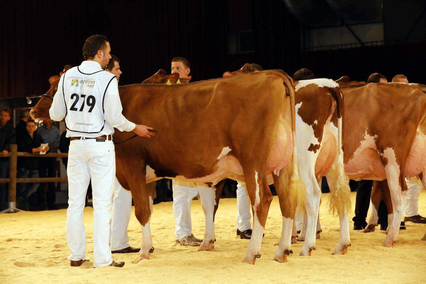 Bekende kampioenen bij roodbont op HHH-show