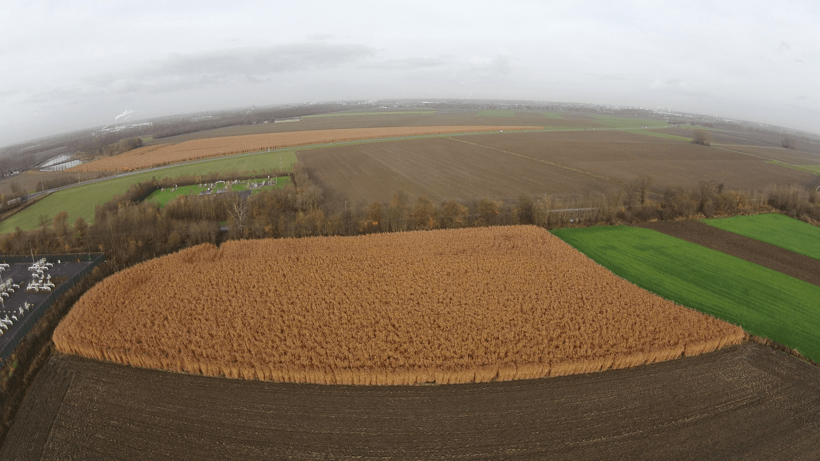 Miscanthus van boven bekeken