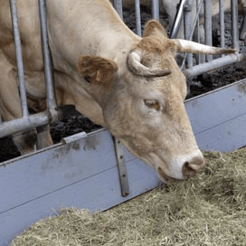 Franse rassen ideaal als biologisch vleesvee