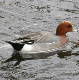 Vogelgriep bij wilde eenden in Kamerik
