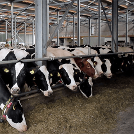 Nieuwe, duurzame en diervriendelijke stal