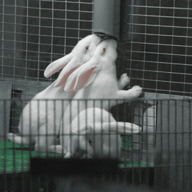 Gestopt met varkens, verder met konijnen