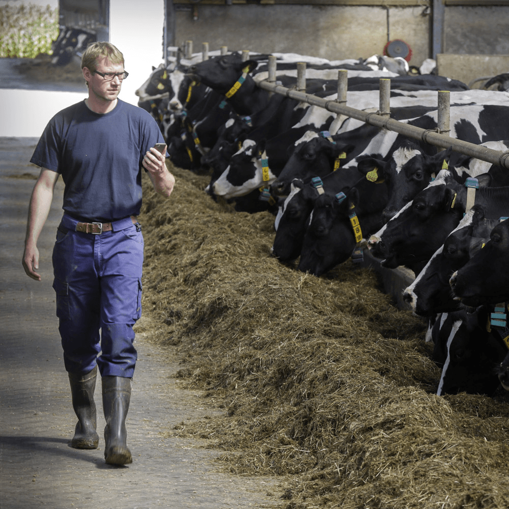 Van elke koe is exact bekend waar ze staat