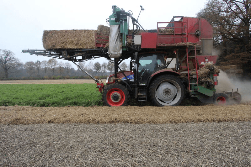 Brabantse waspeen overwintert onder strodek