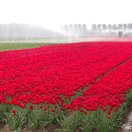 KAVB richt fonds voor tulpenonderzoek op