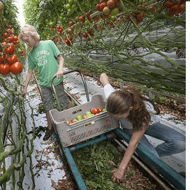 ‘Aardbei en tomaat verdringen bloem uit kas’