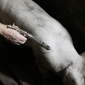 Europese campagne tegen antibioticagebruik