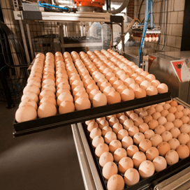 Vermeerderaars in de knel