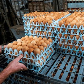 Extra werk eierhandel met compartimentering