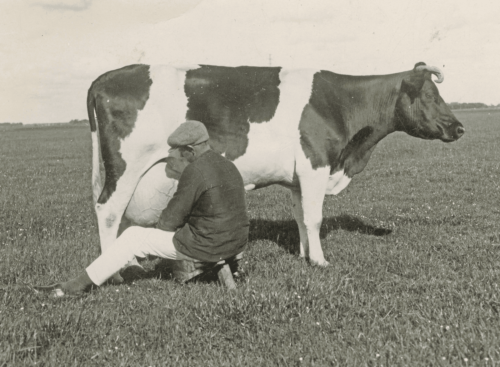 De foto uit 1935 is gemaakt in Friesland. De koeien daar waren met soms wel 3.000 liter per jaar extreem goede melkproducentes. De allerbeste koeien haalden 4.500 liter.