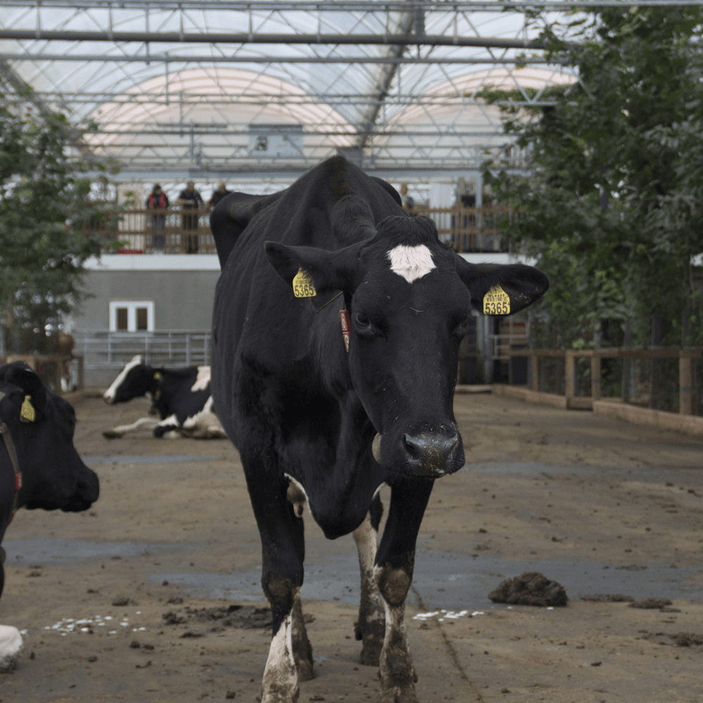 Eerste koeientuin van Nederland in gebruik genomen