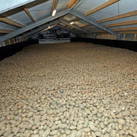 Veel over van grote aardappeloogst België