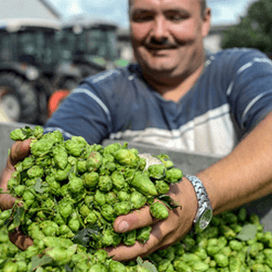 Oogst hop voor het lekkerste bier