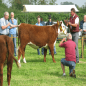 Hereford: sjiek en economisch