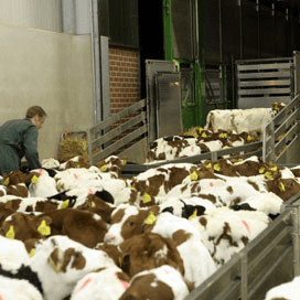 Belgische IBR-regels hinderen verkoop zware nuka’s