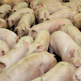 Kans op Europese vroegslachtregeling klein