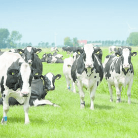 Sector overlegt met ministerie over invulling fosfaatrechten