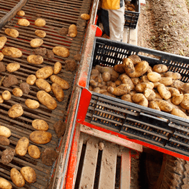 Middenmeer start notering meerdere aardappelrassen