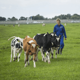 Haal jongvee tijdig binnen