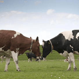 Rood- en zwartbont nog apart berekend