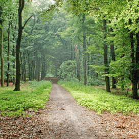 Veel meer bomen op aarde dan gedacht