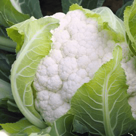 Lagere temperatuur trekt bloemkoolprijs omlaag