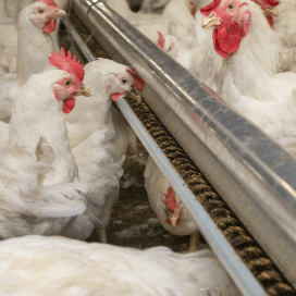 Voerconcept Soliq ook voor vleeskuikenouderdieren
