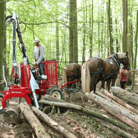 Trekker in schaduw van trekpaard op Pferdestark