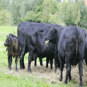 Fraaie Angus-runderen in Gelderse Leur