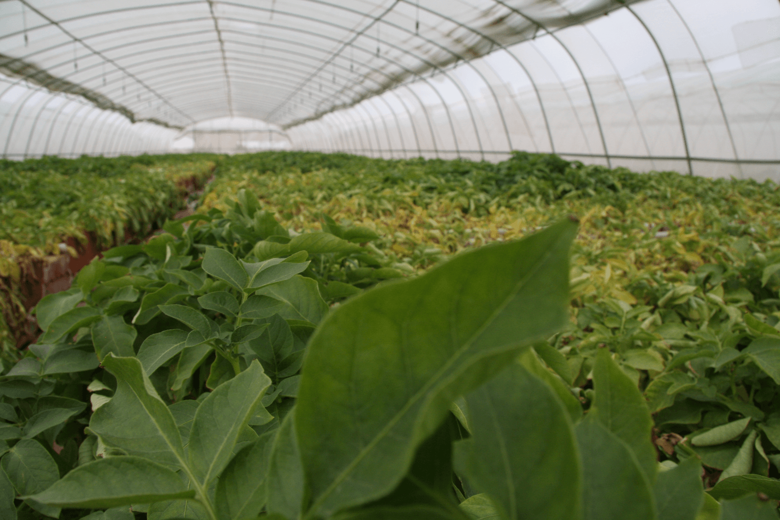 Chinese pootgoedsector expandeert