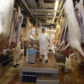 Duitse varkensslachting op hoogste niveau van dit jaar