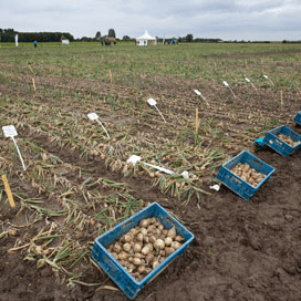 Rassenlijst Zaaiuien alleen met Zeeuwse update
