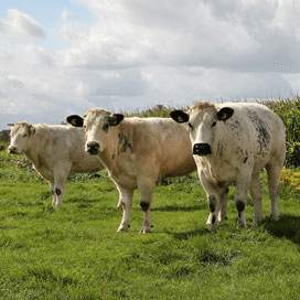 Belgisch Witblauw flink populairder