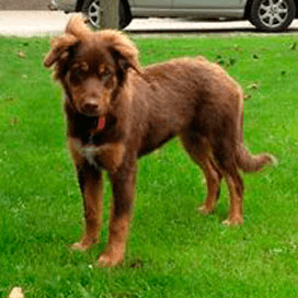 Boerderijhond