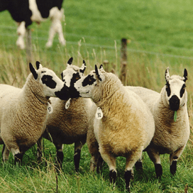 Schotse boeren overwegen vee op te geven