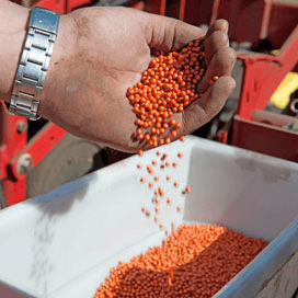 Syngenta ontwikkelt zaadcoating tegen aaltjes