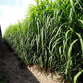 NNRGY Crops wil 1.000 hectare olifantsgras aanplanten