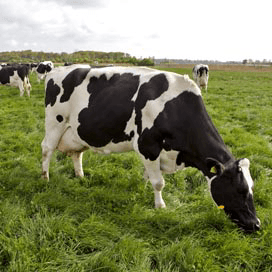 Meer melk en gras bij dezelfde hoeveelheid fosfaat