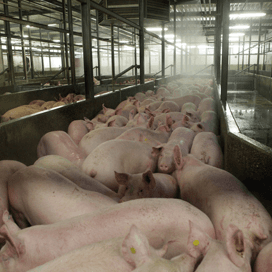 Salmonellabeheersing: aandacht voor hygiëne